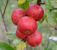 Browns Apple, cider apple